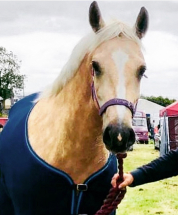 HorseID: 2308216 Rathcline Lily's Girl - PhotoID: 1092309