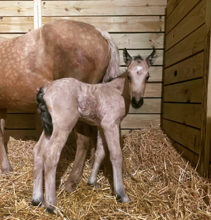 HorseID: 2308216 Rathcline Lily's Girl - PhotoID: 1092310