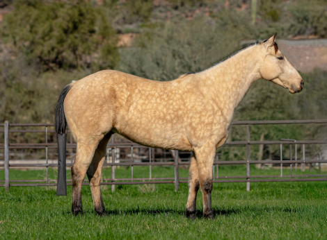 HorseID: 2308217 DD MR FROSTY BUCK - PhotoID: 1092316