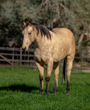 HorseID: 2308217 DD MR FROSTY BUCK - PhotoID: 1092317