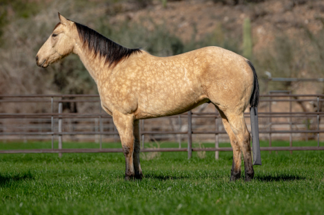 HorseID: 2308217 DD MR FROSTY BUCK - PhotoID: 1092318