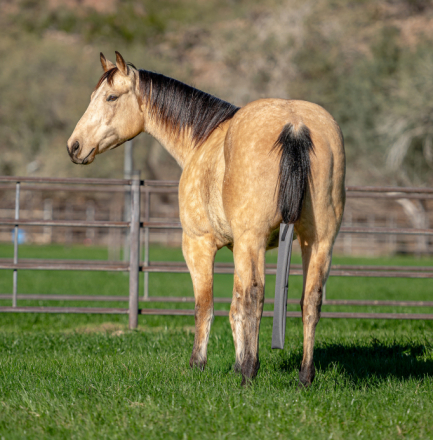 HorseID: 2308217 DD MR FROSTY BUCK - PhotoID: 1092319