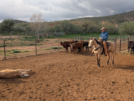 HorseID: 2308217 DD MR FROSTY BUCK - PhotoID: 1092320
