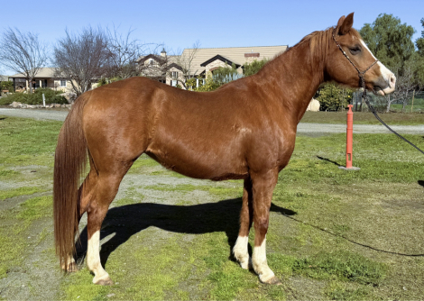 HorseID: 2308219 Aur Naulana - PhotoID: 1092337