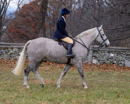 HorseID: 2308221 Ballygill It's The Business - PhotoID: 1092334