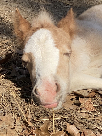 HorseID: 2308224 Daisy’s Diva - PhotoID: 1092323