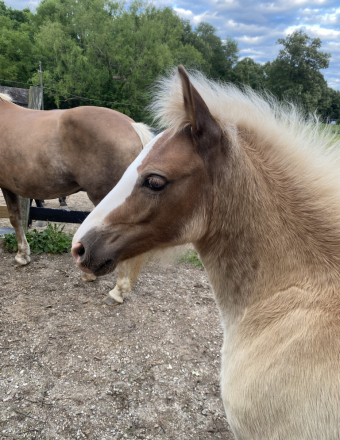 HorseID: 2308224 Daisy’s Diva - PhotoID: 1092324