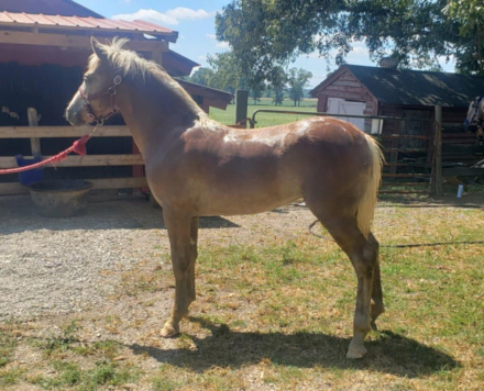 HorseID: 2308224 Daisy’s Diva - PhotoID: 1092327