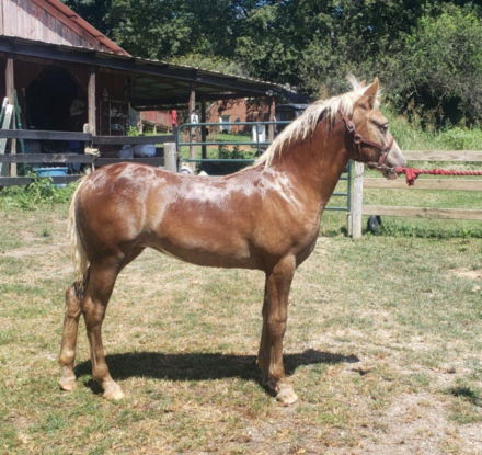 HorseID: 2308224 Daisy’s Diva - PhotoID: 1092328