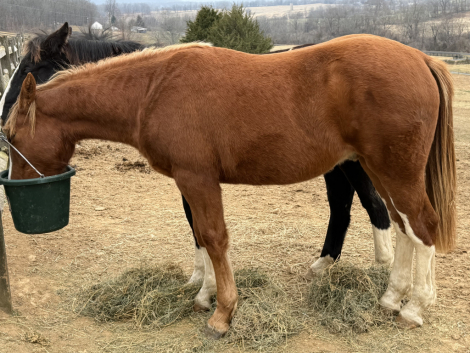 HorseID: 2308227 Dylasau Gentleman Farmer - PhotoID: 1092331