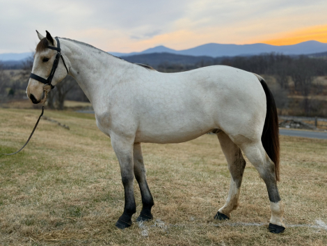 HorseID: 2308228 Dylasau Mr Bojangles - PhotoID: 1092332