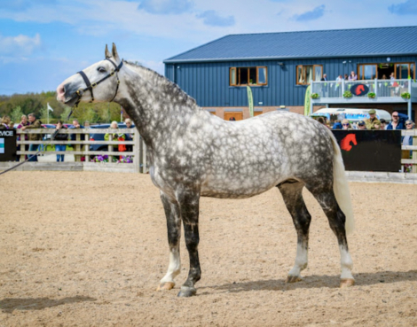 HorseID: 2308229 Cappa Sarsfield - PhotoID: 1092333