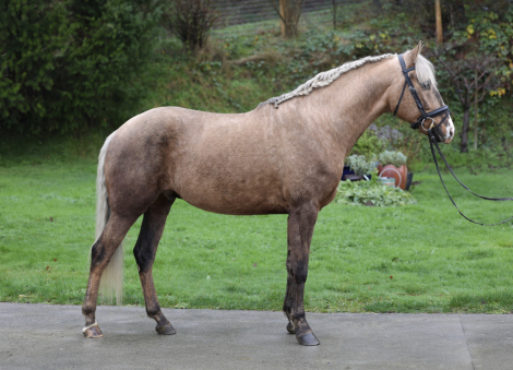 HorseID: 2308232 Solaris - PhotoID: 1092336