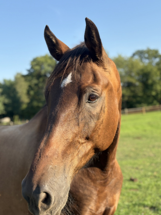 HorseID: 2308236 Atticus (Aube) - PhotoID: 1092340