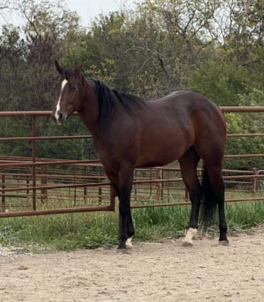 HorseID: 2308237 Moonwalkin “Rocky” - PhotoID: 1092341