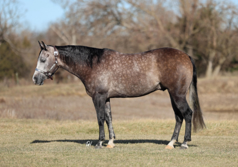 HorseID: 2308243 NO GUTTS NO GLORY - PhotoID: 1092342