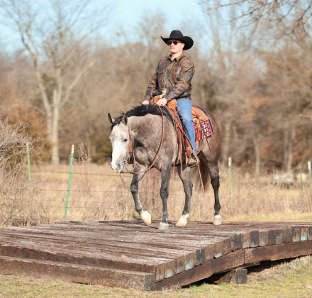 HorseID: 2308243 NO GUTTS NO GLORY - PhotoID: 1092345