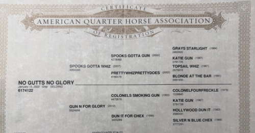 HorseID: 2308243 NO GUTTS NO GLORY - PhotoID: 1092347