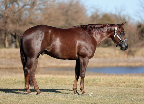 HorseID: 2308244 CHASING YOU - PhotoID: 1092348