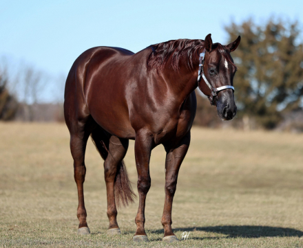 HorseID: 2308244 CHASING YOU - PhotoID: 1092349