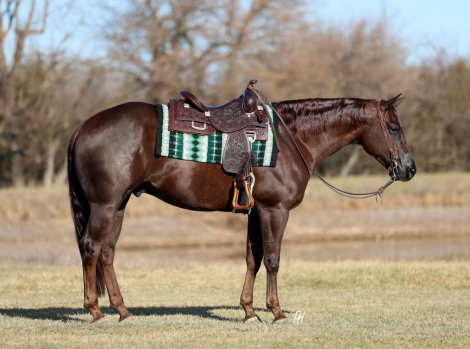 HorseID: 2308244 CHASING YOU - PhotoID: 1092350