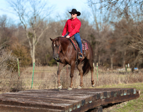 HorseID: 2308244 CHASING YOU - PhotoID: 1092351