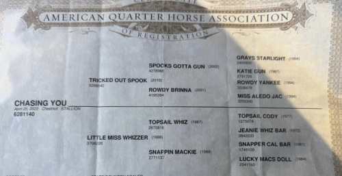 HorseID: 2308244 CHASING YOU - PhotoID: 1092353