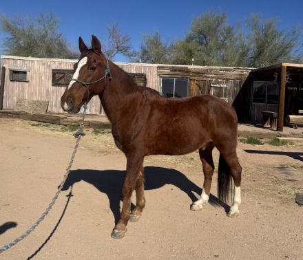 HorseID: 2308245 Walker - PhotoID: 1092354