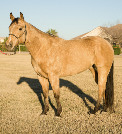 HorseID: 2308246 Suzies Lil Reminic - PhotoID: 1092355