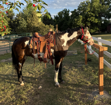 HorseID: 2308248 Medicine Man - PhotoID: 1092356