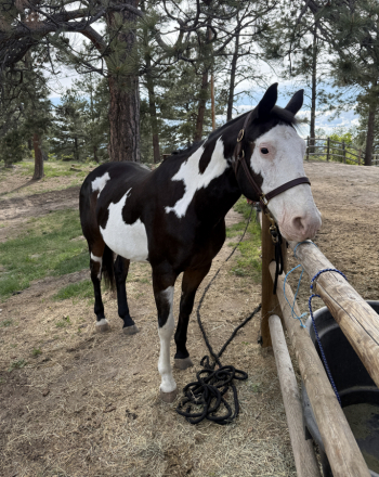 HorseID: 2308248 Medicine Man - PhotoID: 1092357