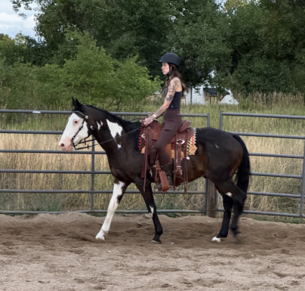 HorseID: 2308248 Medicine Man - PhotoID: 1092359