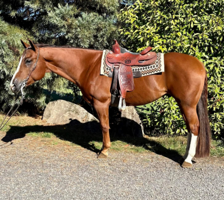 HorseID: 2308249 Suddenly I am Best - PhotoID: 1092365