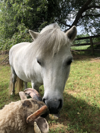 HorseID: 2308260 Ray - PhotoID: 1092369