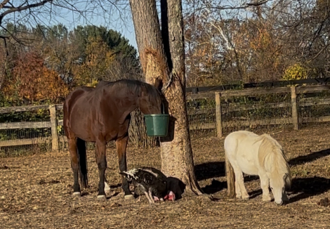 HorseID: 2308260 Ray - PhotoID: 1092372