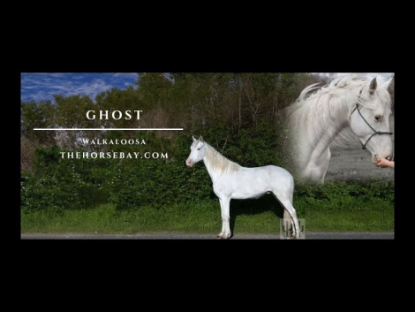 HorseID: 2308261 Ghost - PhotoID: 1092368