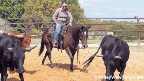 HorseID: 2308264 Outwest Peppy George - PhotoID: 1092378