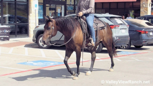 HorseID: 2308264 Outwest Peppy George - PhotoID: 1092379