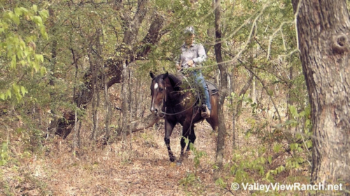 HorseID: 2308264 Outwest Peppy George - PhotoID: 1092380