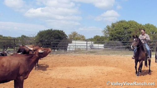 HorseID: 2308264 Outwest Peppy George - PhotoID: 1092381