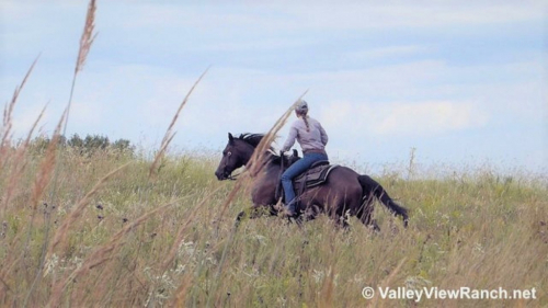 HorseID: 2308264 Outwest Peppy George - PhotoID: 1092382