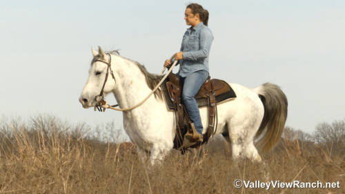 HorseID: 2308265 Mickey - PhotoID: 1092383