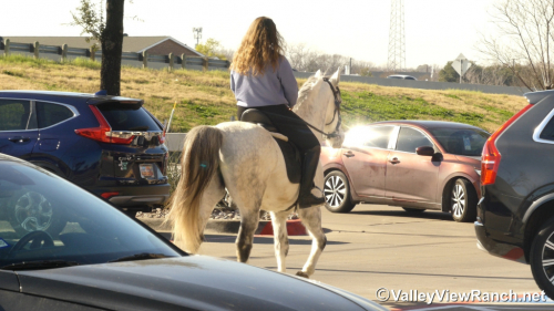 HorseID: 2308265 Mickey - PhotoID: 1092384