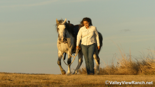 HorseID: 2308265 Mickey - PhotoID: 1092386