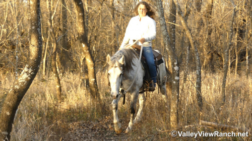 HorseID: 2308265 Mickey - PhotoID: 1092388