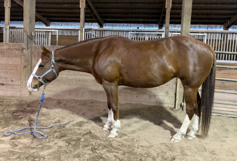 HorseID: 2308271 Chubs Pistol Annie - PhotoID: 1092639