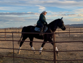 HorseID: 2308274 Dolce Vita HSR - PhotoID: 1092390