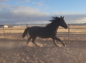 HorseID: 2308274 Dolce Vita HSR - PhotoID: 1092392