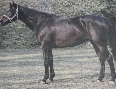 HorseID: 2308280 Bling MeLuck Texas - PhotoID: 1092397