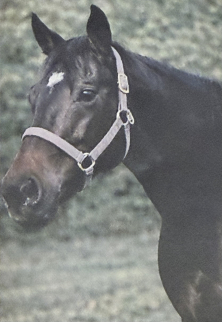 HorseID: 2308280 Bling MeLuck Texas - PhotoID: 1092398